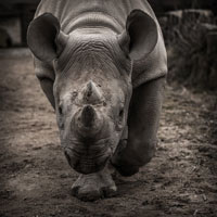 rhinocéros rhinocéros